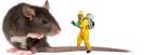 Reasons to Warrant Summertime because the Year of Pests