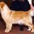 Webers Goldens