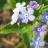 aliceonlinegame aliceonlinegame